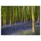 Designart - Bluebell Woods in Oxfordshire - Landscape Canvas Art Print